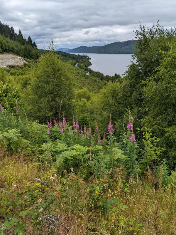 ferns, flowers and the loch looking northeast