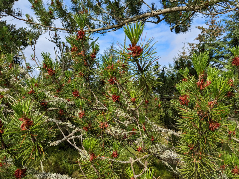 new growth on pines with needles and moss