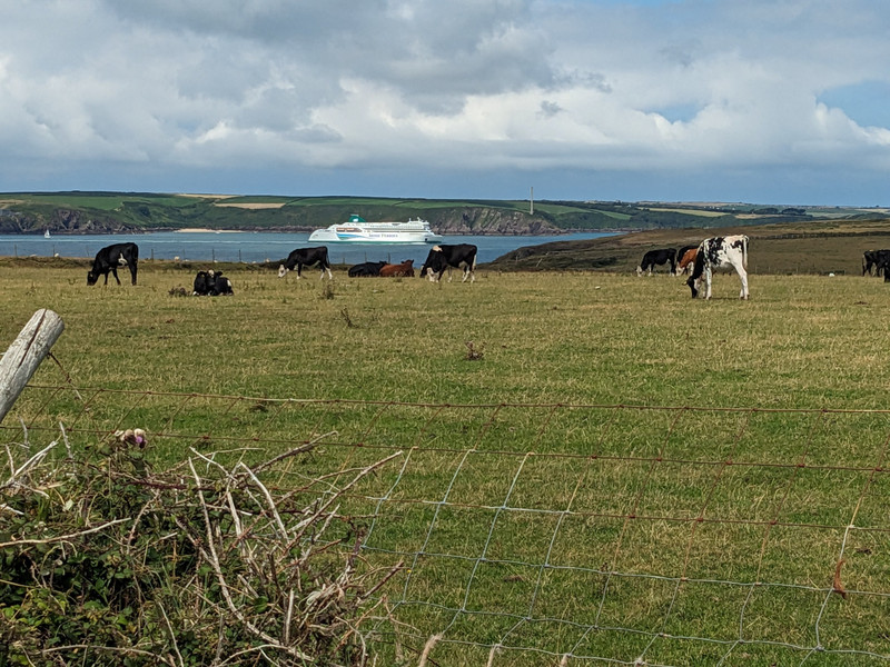 Ireland Ferry in channel behind the cows 