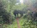 An arbor tunnel on the trail
