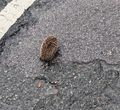 Hedgehog in the street