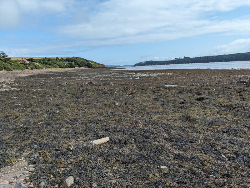 Kelp covered rocks at low tide