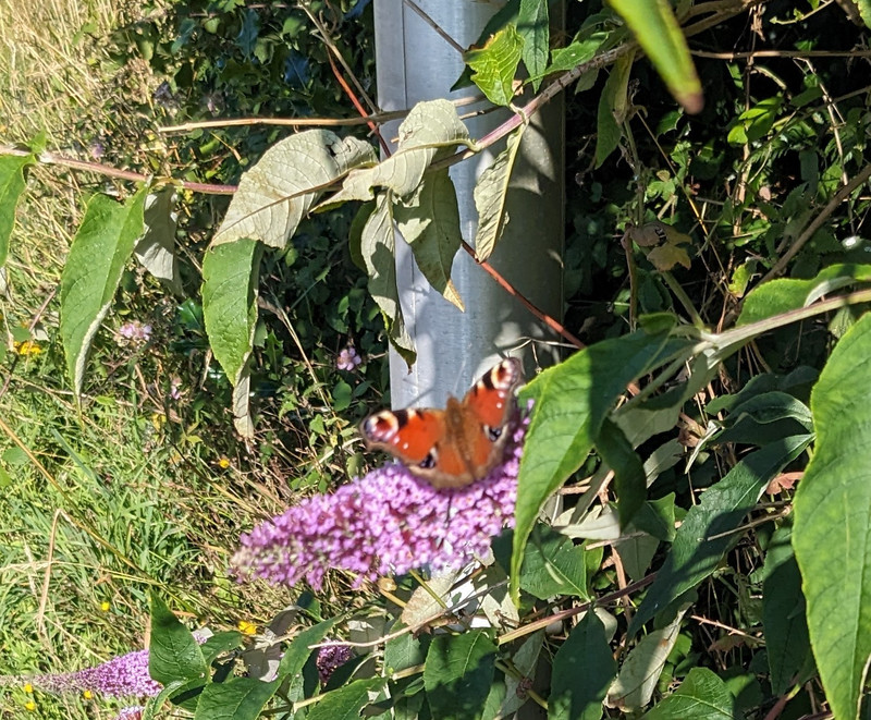 Beautiful butterfly on a butterfly bush 