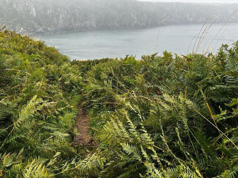 Ferns clog the path