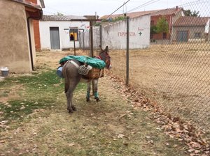The donkey waits patiently behind the Albergue