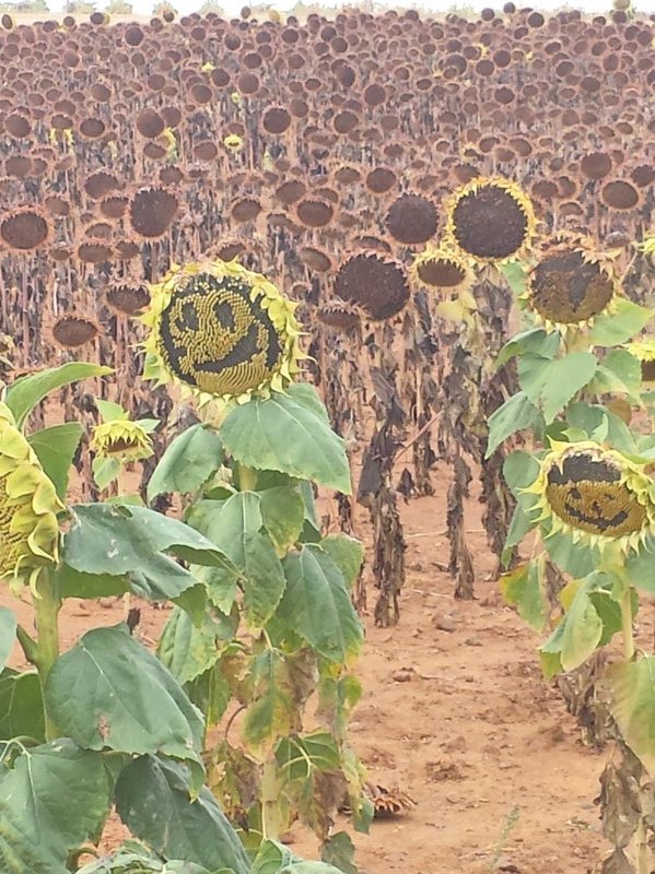 Many sunflower faces