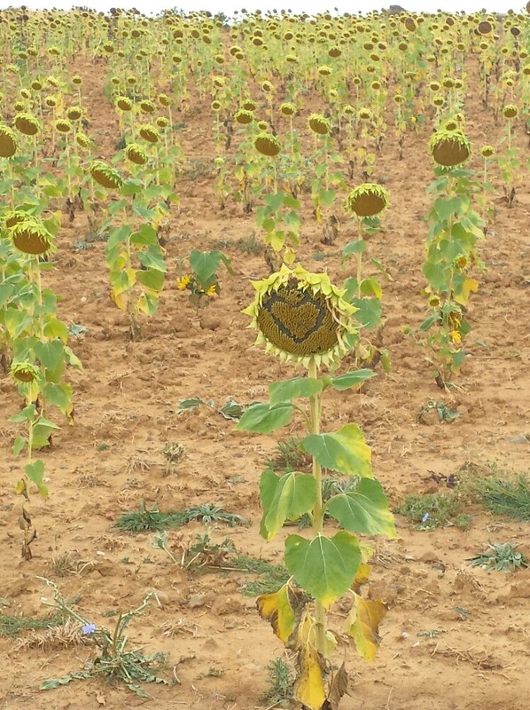The sunflower smiles 