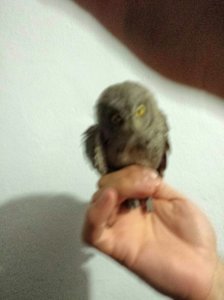 Little Owl - Europe's Smallest