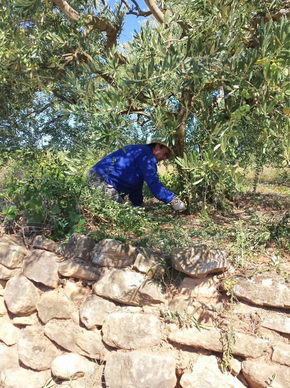 A man in his olive orchard