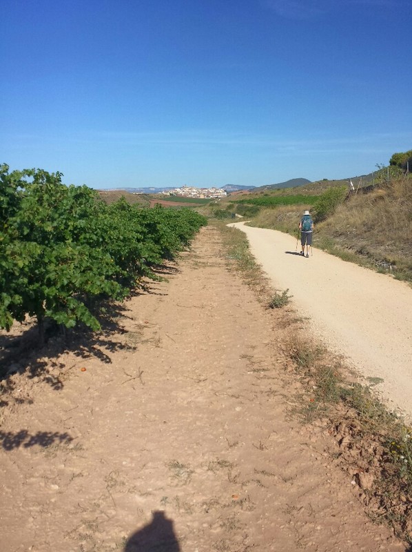 The camino path and the fields