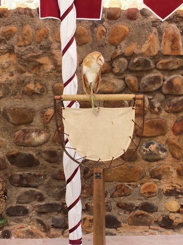 A bird of prey on display at the medieval festival