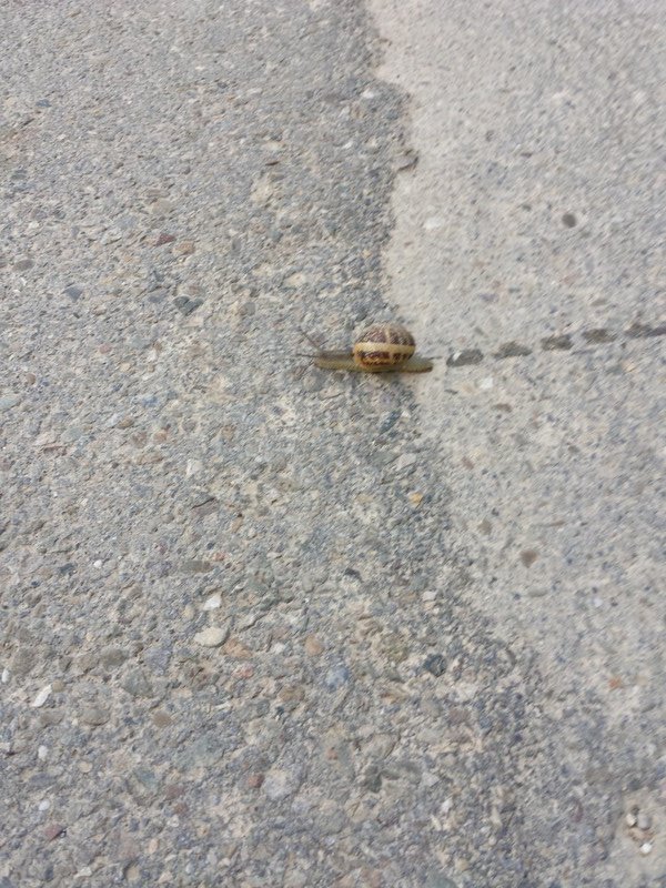 A snails pace