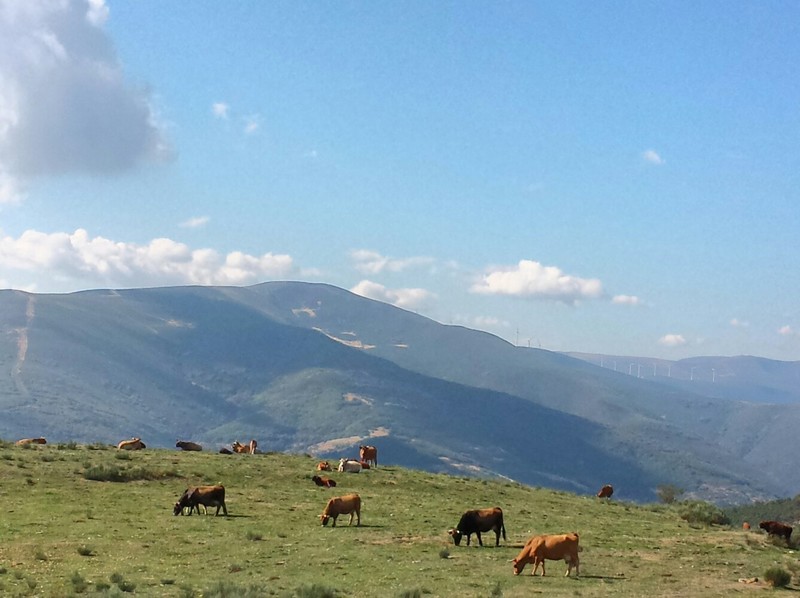 Cattle with the mountains in the background