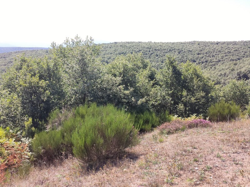 Another view of the vegetation