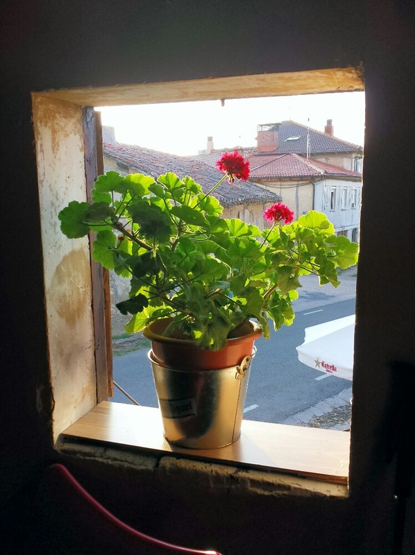 Geraniums in the window
