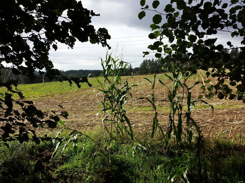 A few stocks of corn left for the birds alongside the harvested field