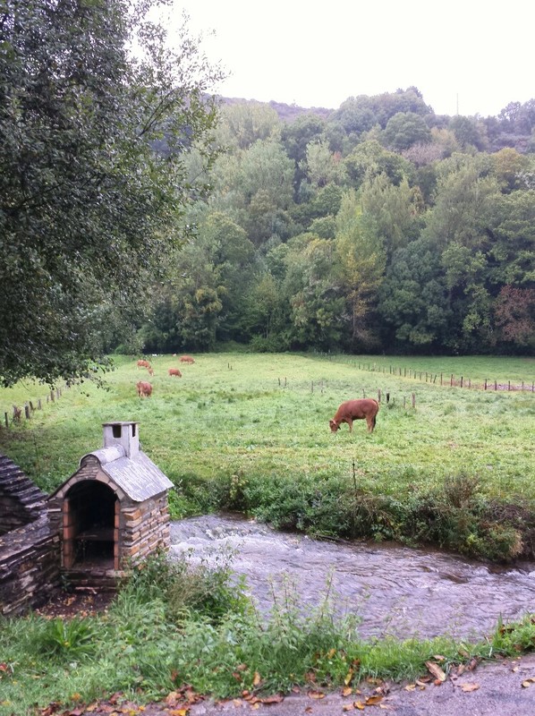The stream the meadow and the cows - this is Galicia