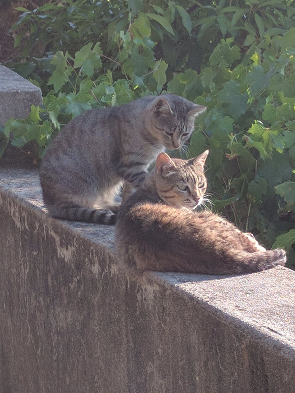Two cats lazing in the sun!