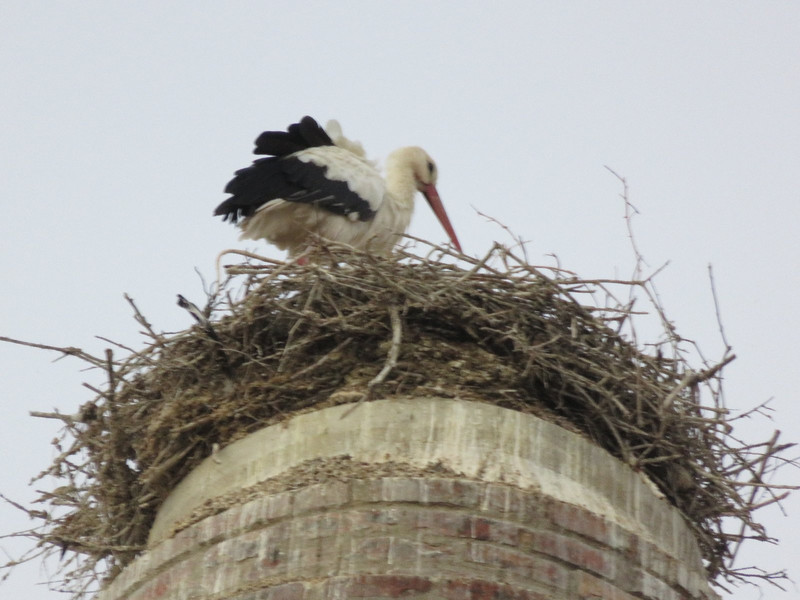 On way to train station-stork's nest