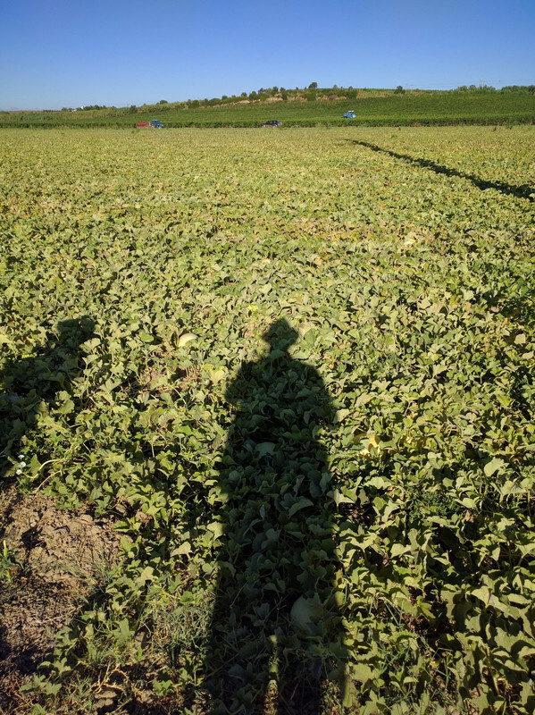 Long shadows on melon patch