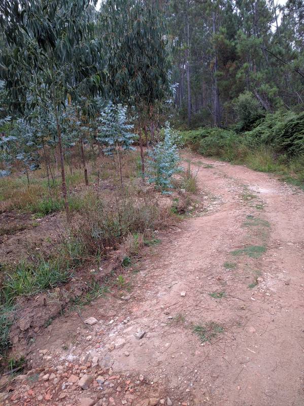 Walking through eucalyptus forest early in the morning