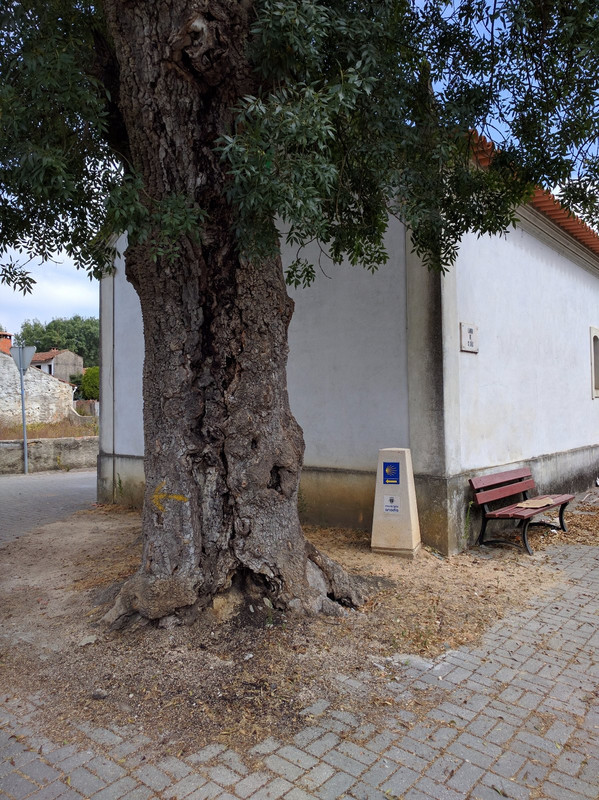 Old tree guards the little chapel 