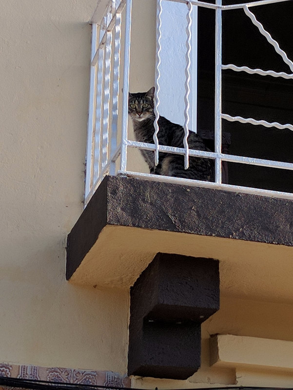 Little tabby cat watches leave town
