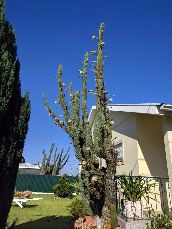 Look at the 'almost' blooms on this huge cactus!