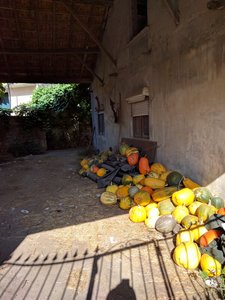 Colorful harvested squash