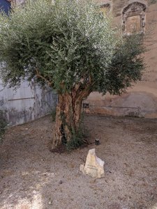 Millenial olive tree