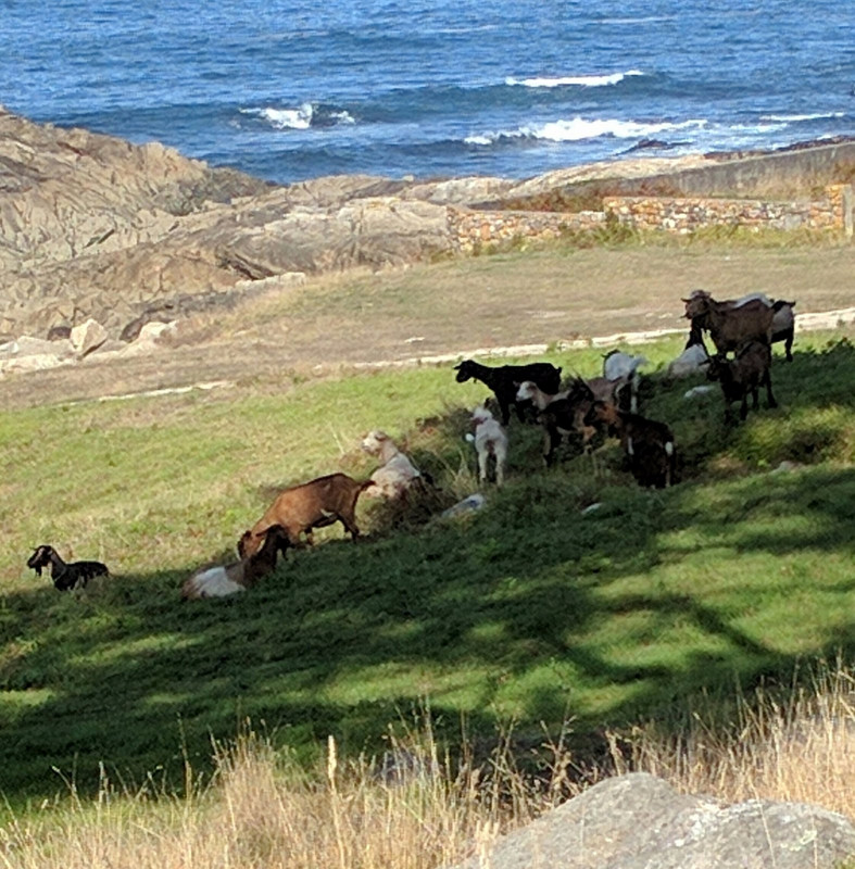 A herd of goats looking for shade