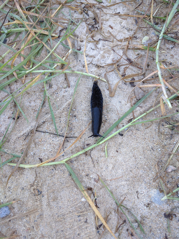 This four inch long slug was inching his way towards Santiago.