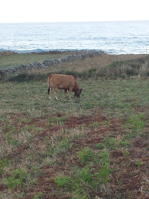 A cow grazing on this strip section with ocean in behind