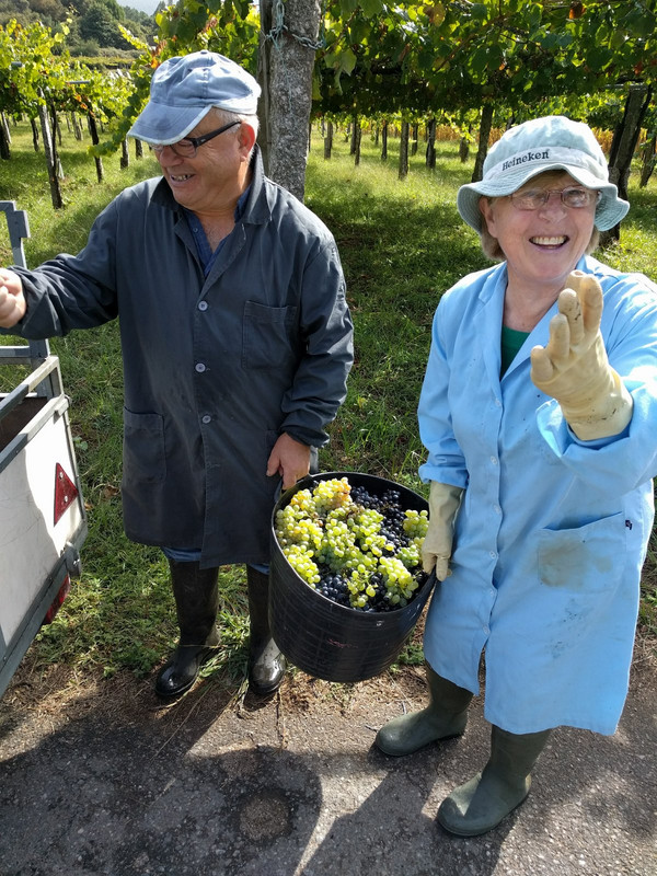 This couple had just picked several baskets of grapes to load in their truck. 