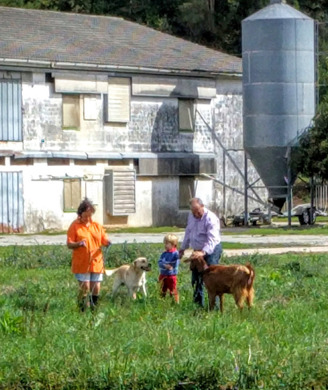 We watched as these people brought their goats to the same field and staked them together