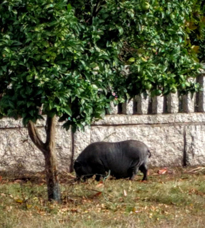 A black pot-bellied pig