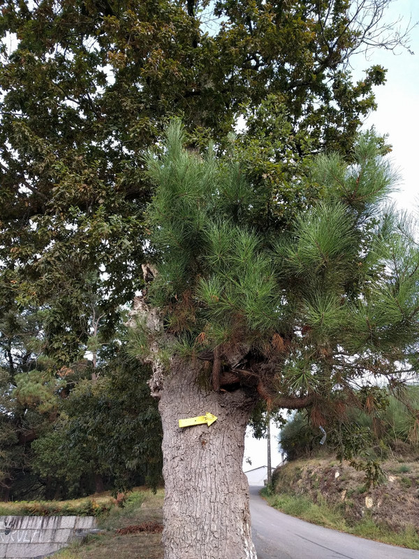 A pine tree grows out of the center of a live oak tree