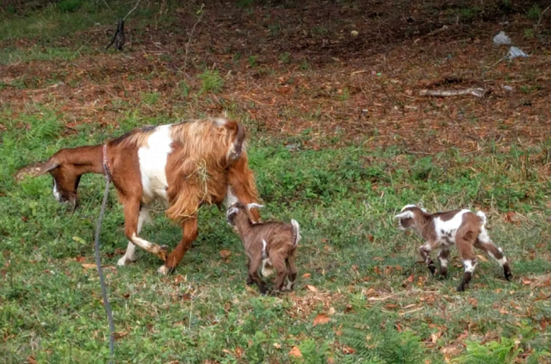 Nanny goat with two kids in pursuit of lunch
