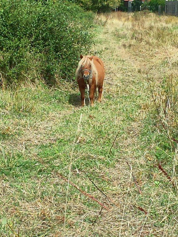 This little pony would not eat my chestnuts.