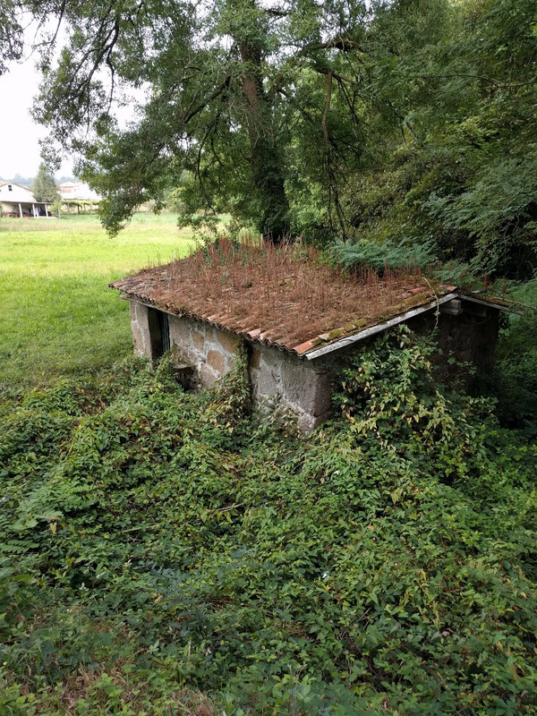 A shed along the Camino with plants sprouting form the debris on the roof