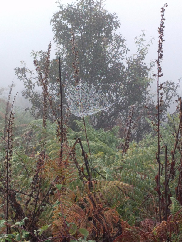 The ferns foretell fall as spider web shows the dew