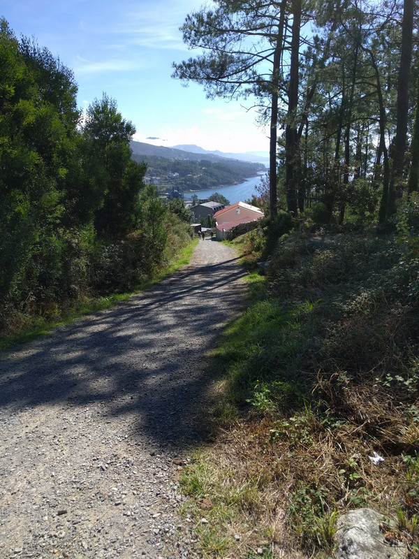 The road along the pines with the bay in the distance