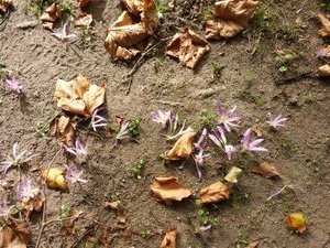 Wildflowers and dried leaves cover the ground.