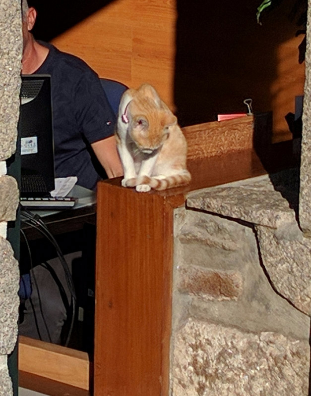 This cat enjoys the sun just outside this cafe