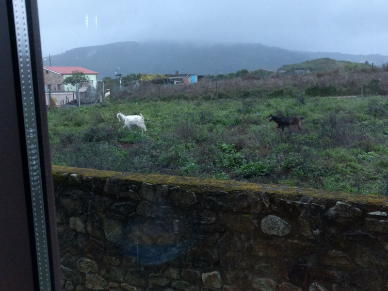Goats outside our hotel dining room in Fisterre