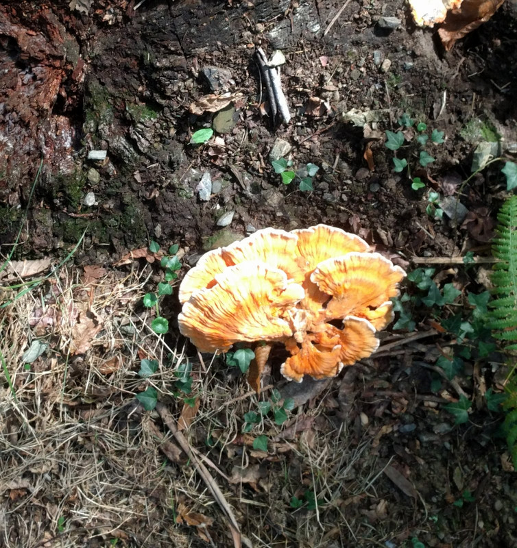 Jo's photo of this large fungus is more detailed 
