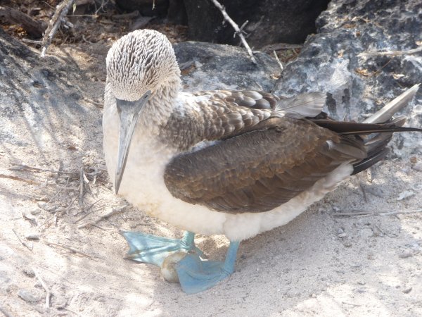 Blue-footed Booby bird