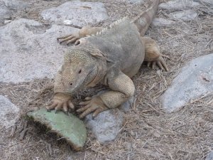 Iguana eating cactus leaf