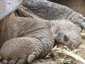 Ollldddd Galapagos tortoise