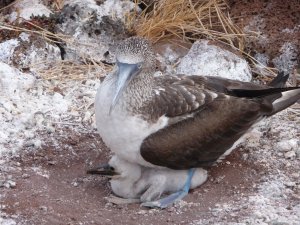 Blue-footed booby and chick